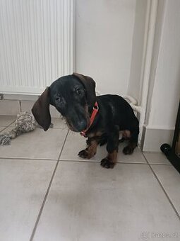 Jezevčík standard hladkosrstý bez PP