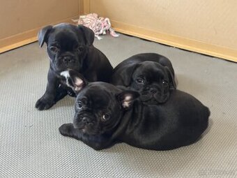 Francouzský buldoček, tři fenečky hledají domov.
