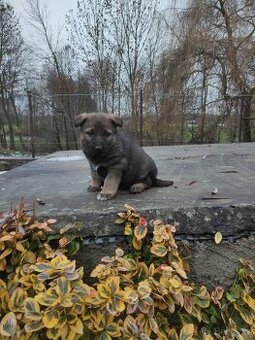 Německý ovčák štěňata