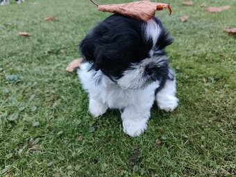 Shih - Tzu s PP fenka