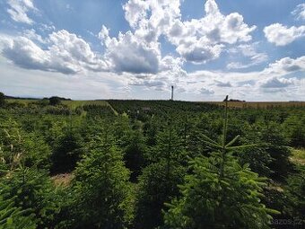 Vánoční stromek - 1