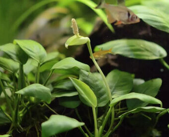 Akvarijní rostlina anubias, jávský mech