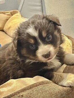 Miniaturní americký ovčák- fenečka s PP v barvě