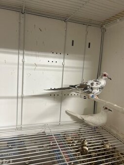 Prodám loňské HOLOUBKY DIAMANTOVÉ.