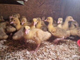 Husy, housata na výkrm