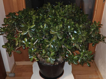 Tlustice - velká dekorativní rostlina