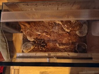 Sklípkan s teráriem