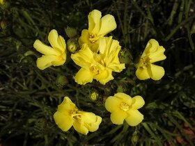 Unikátní masožravá rostlina rosnolist lusitánský