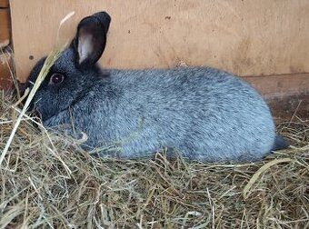 Samice velký světlý stříbřitý do chovu