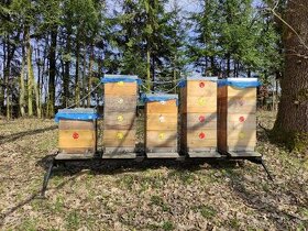 Prodám vyzimovaná včelstva (ramky:39x24)