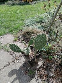 Mrazuvzdorné kaktusy - 1