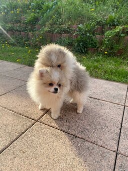 Nádherný pidi Pomeranian Felix Dog´s Dream Pom Kennel