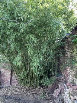 Bambus Phyllostachys bissetii