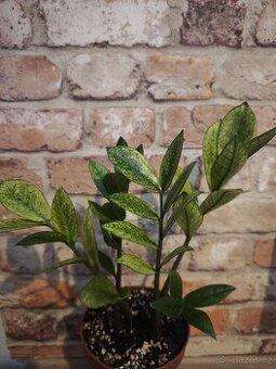 Zamioculcas chameleon