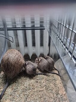 Osmák Degu - 1