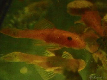 ancistrus super red