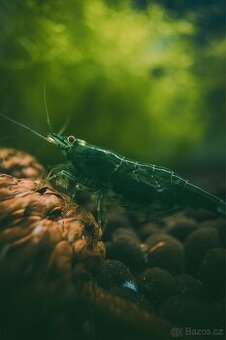 Neocaridina Green Jade