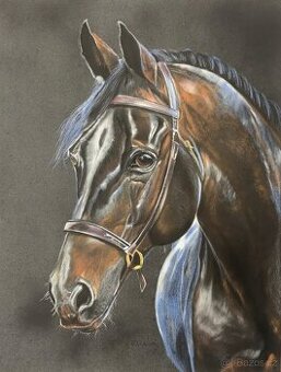 Obraz Portrét koně, pastel