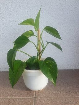Scindapsus, Potos