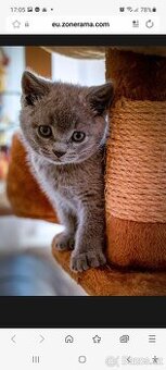 Kotě britská modrá