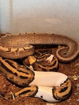 Prodám terárium + 2x krajtu královskou