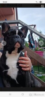 Francouzsky buldocek kryti