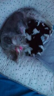 Biewer yorkšírský terier