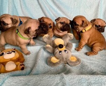 Francouzský buldoček s PP