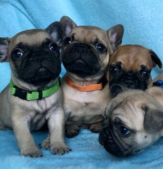 Francouzský buldoček s PP