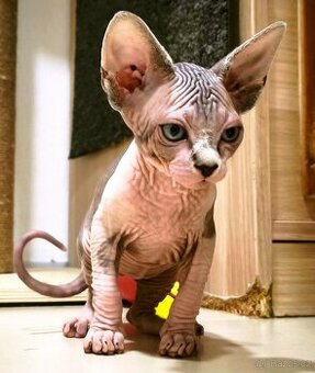 Kanadský sphynx kluk