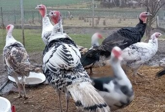 🌟Prodej letošních KRŮT 🦃🦃