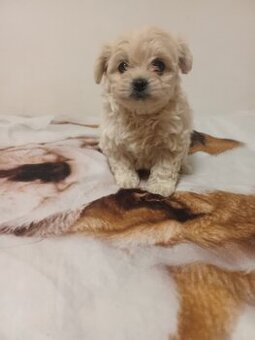 Maltipoo