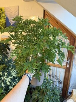 Oblíbená pelargonie vonná - citronový muškát