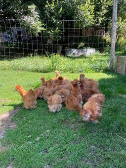 Hedvábnička žlutá velká - 1