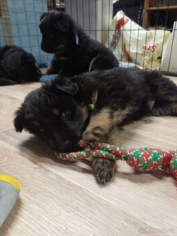 Štěňata chodského psa s PP - 1