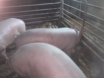 Prodám prase