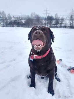 Labradorský retrívr s PP- krytí