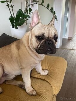 Francouzský buldoček ke krytí 2roky