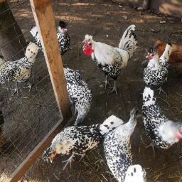 Predám násadové vajíčka