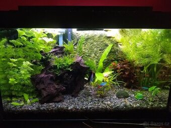 Akvarijní rostlina Růžkatec