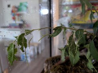 Strašilky Pakobylka rohatá