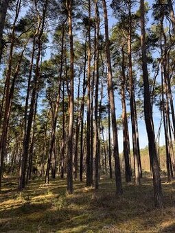 Prodej lesních pozemků k.ú. Vracov