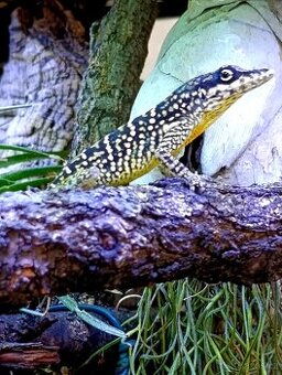 1,1 Anolis roquet roquet - Le Diamant