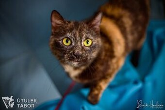 Kendal k adopci