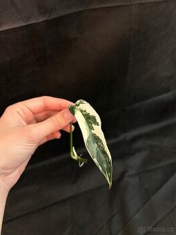 Pipremnum Pinatum Variagated
