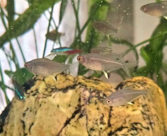 Tetra citronová