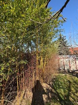 Mrazuvzdorný bambus (Phyllostachys aurea) sazenice