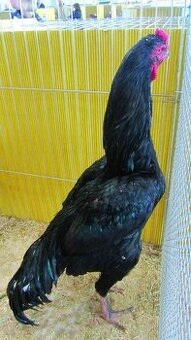 Shamo