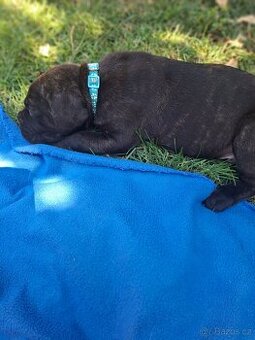 Cane corso