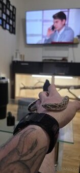 Heterodon Nosaty ( Heterodon Nasicus)